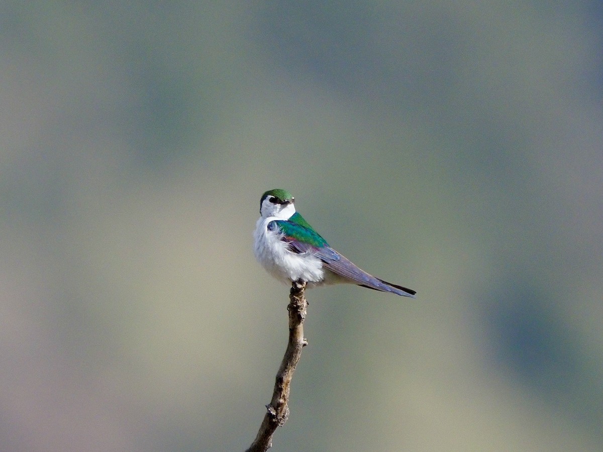 Violet-green Swallow - ML618981493