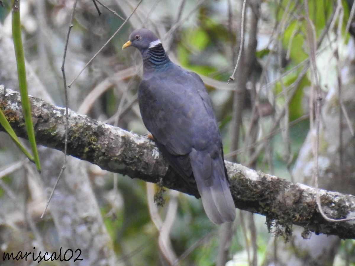 Band-tailed Pigeon - ML618981501