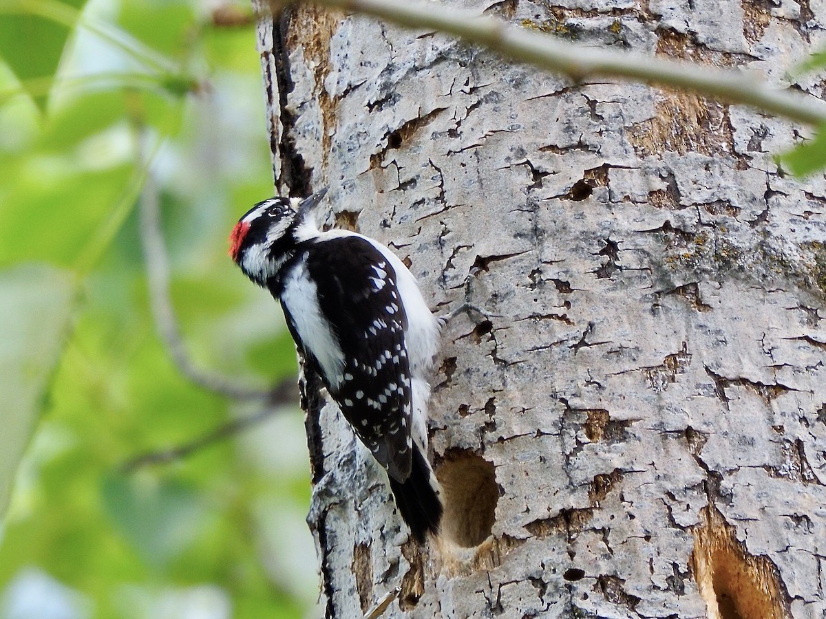 Downy Woodpecker - ML618981502