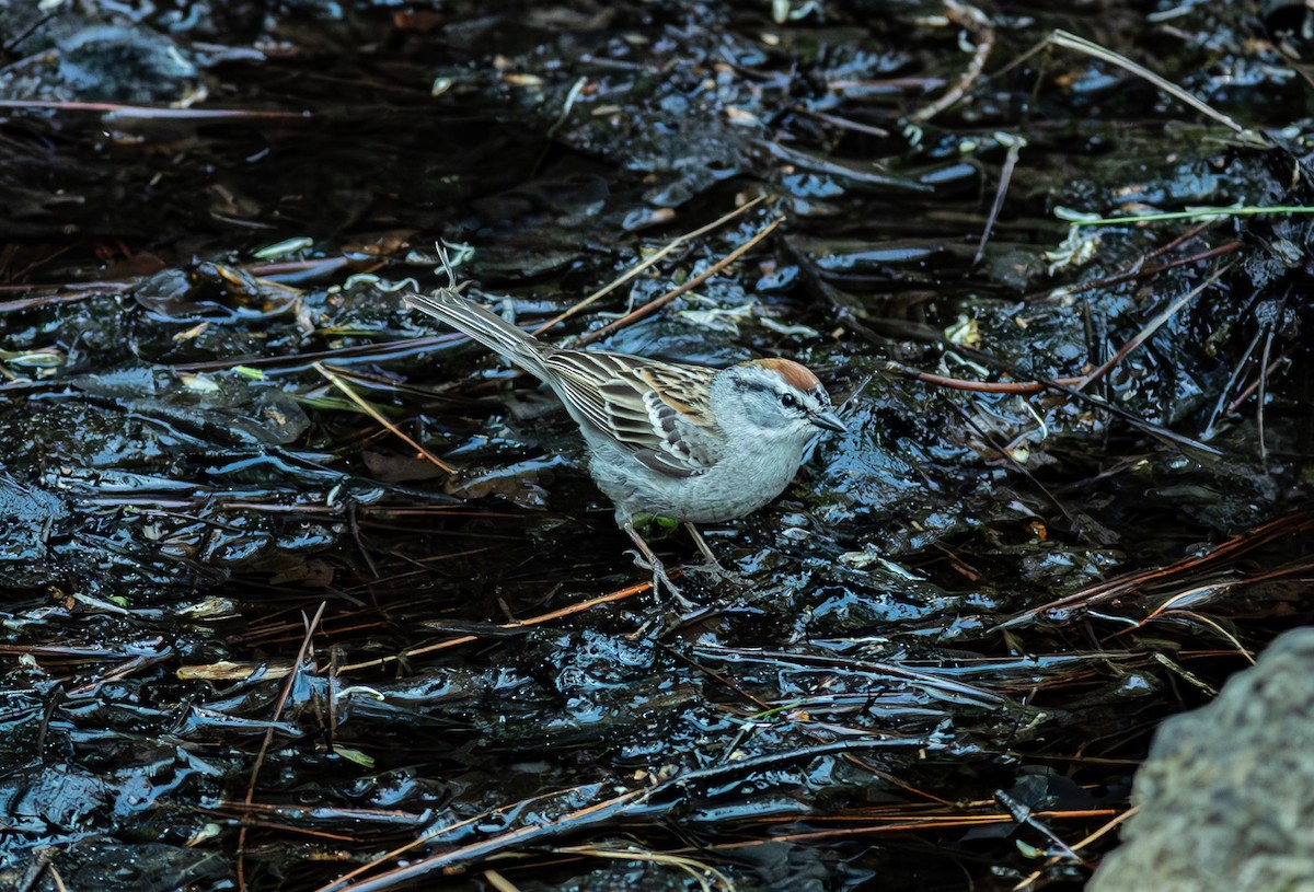 Chipping Sparrow - ML618981567