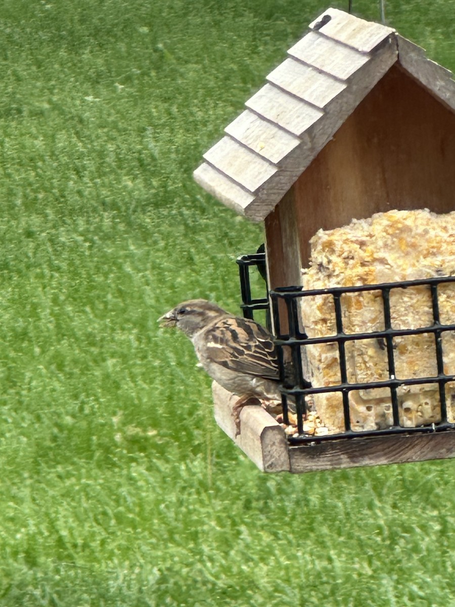 House Sparrow - ML618981597
