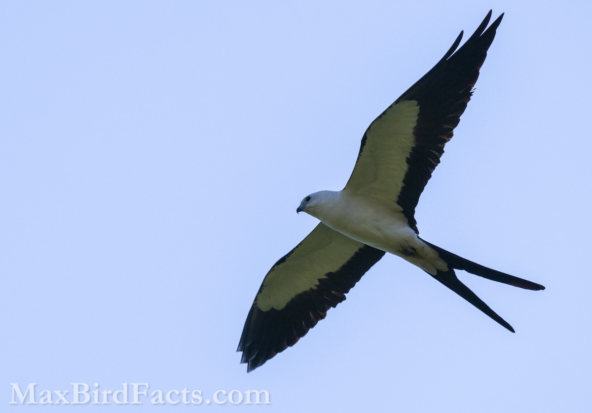 Swallow-tailed Kite - Maxfield Weakley
