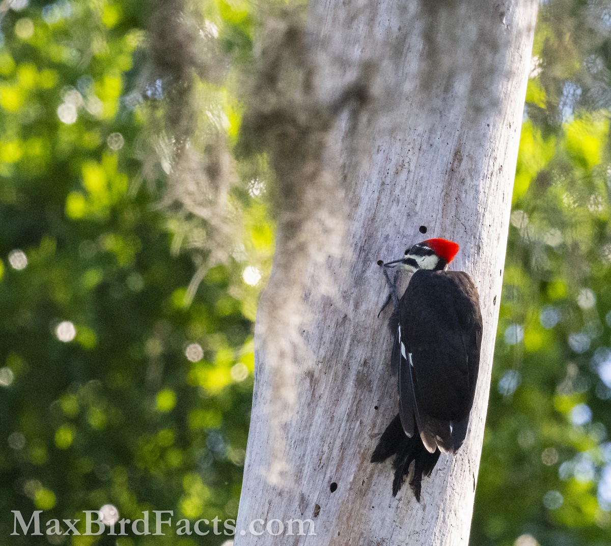 Pileated Woodpecker - Maxfield Weakley