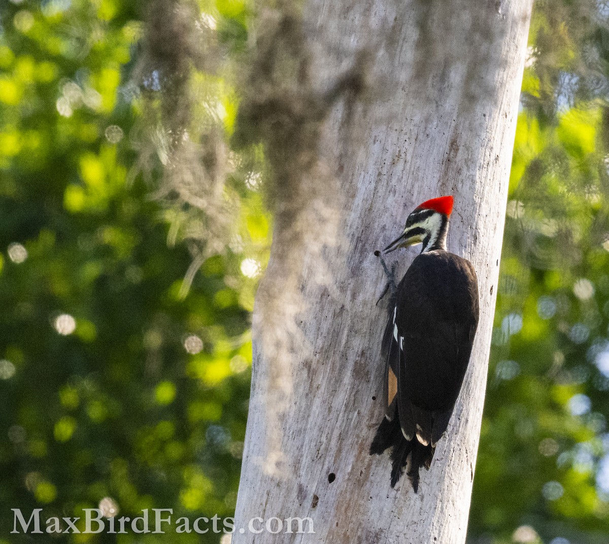 Pileated Woodpecker - Maxfield Weakley