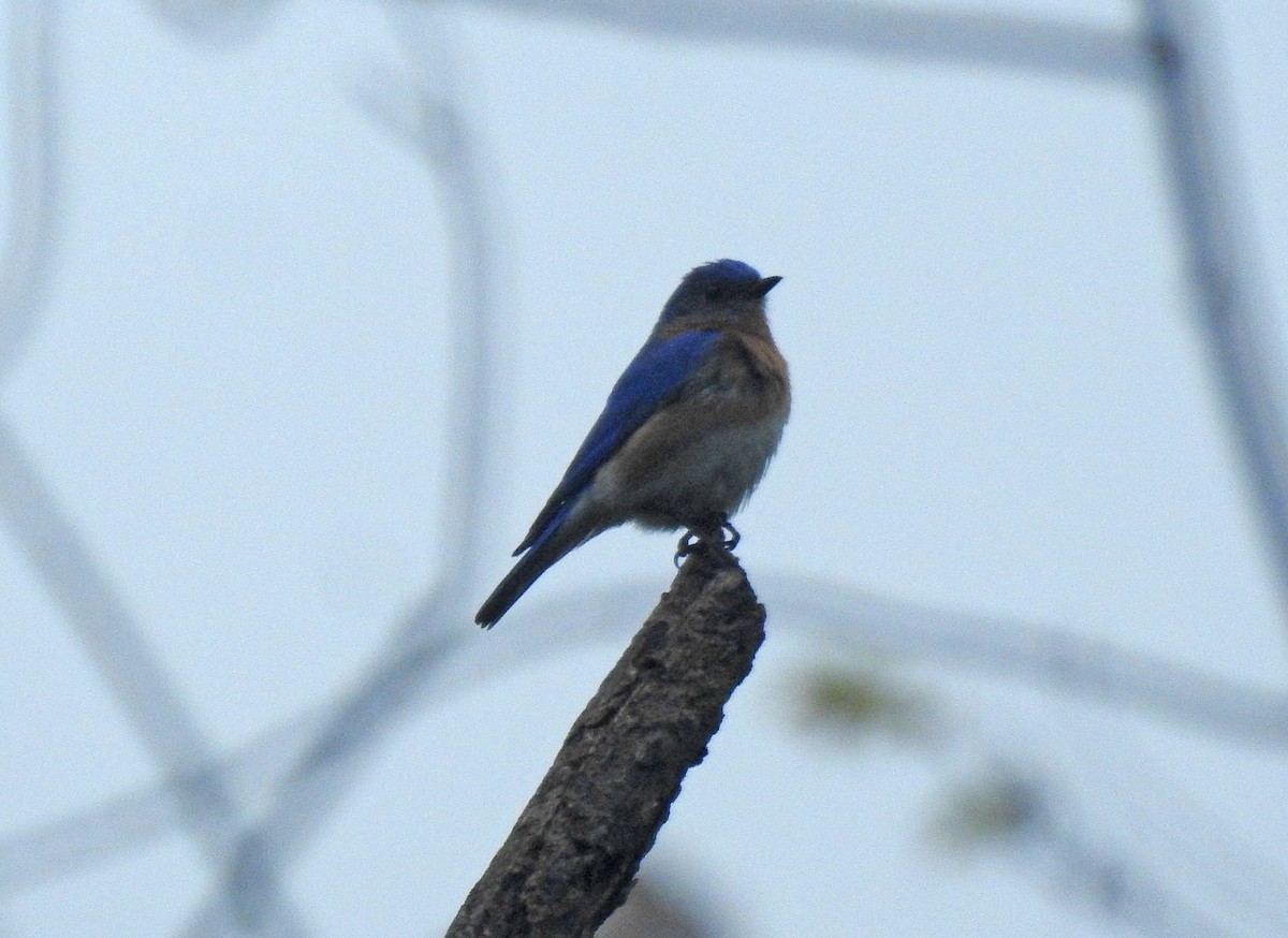 Eastern Bluebird - Andrew Birch