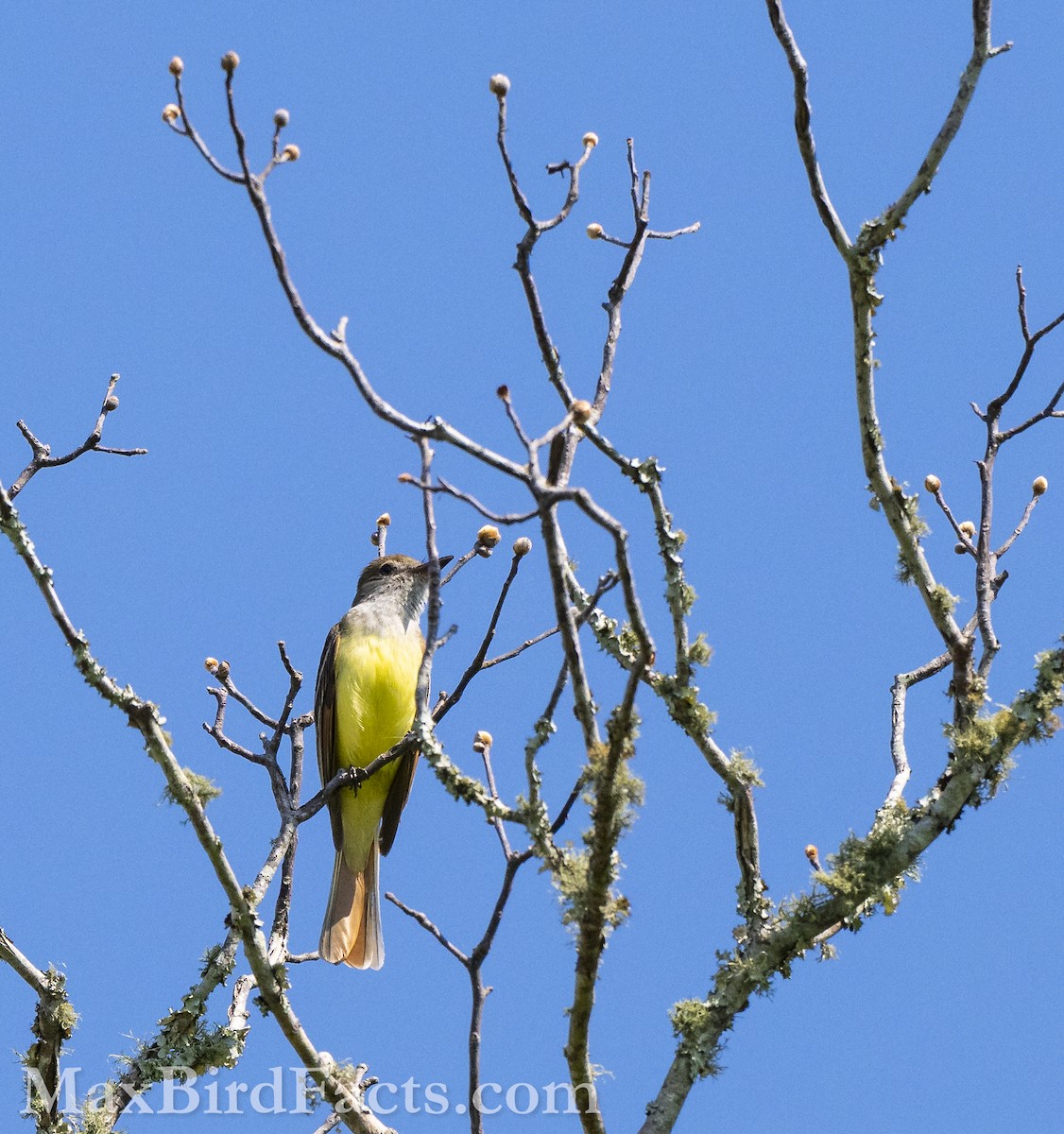 Great Crested Flycatcher - ML618981659