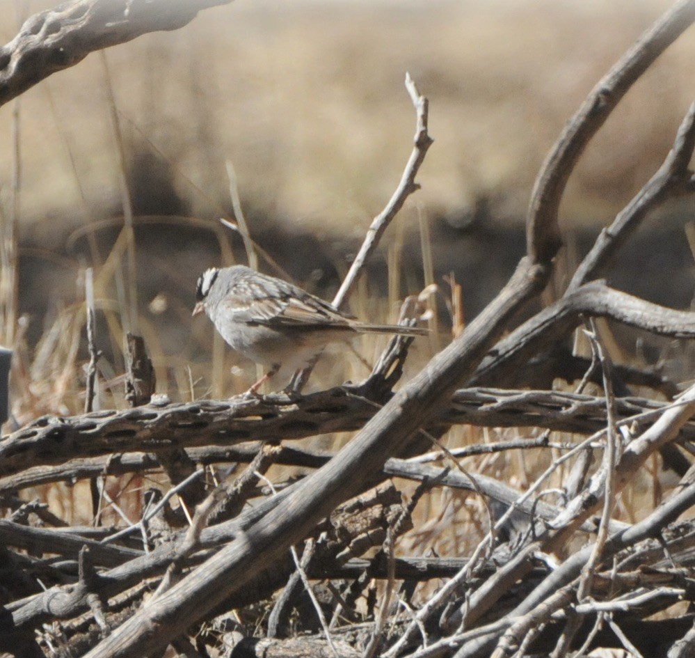 White-crowned Sparrow (Dark-lored) - Donna L Dittmann