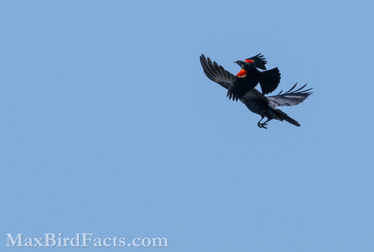 Red-winged Blackbird - ML618981682