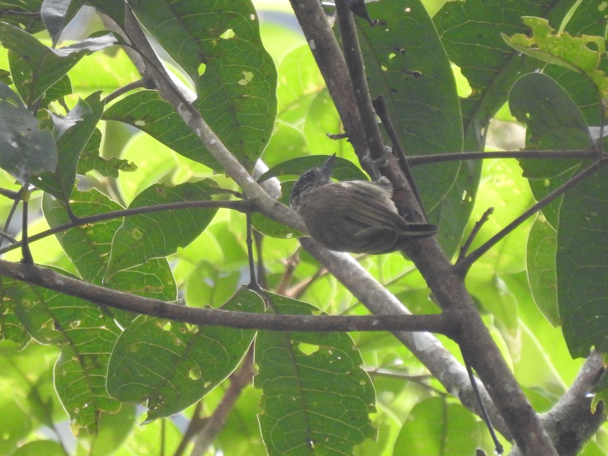 Olivaceous Piculet - ML618981694