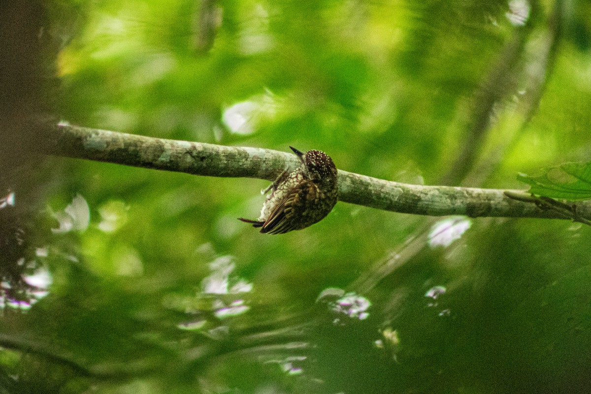 Scaled Piculet - ML618981699