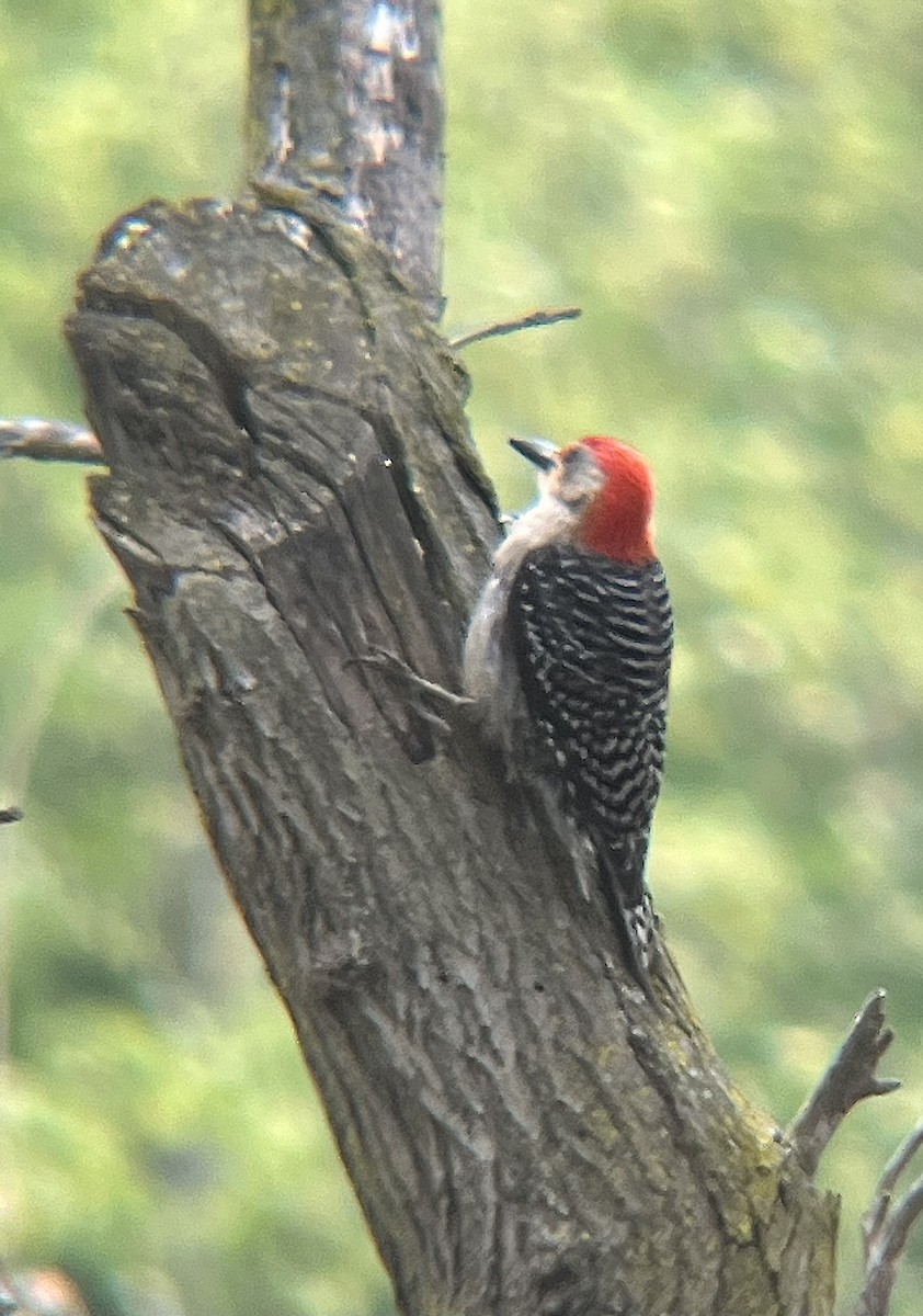 Red-bellied Woodpecker - Maura Diamond