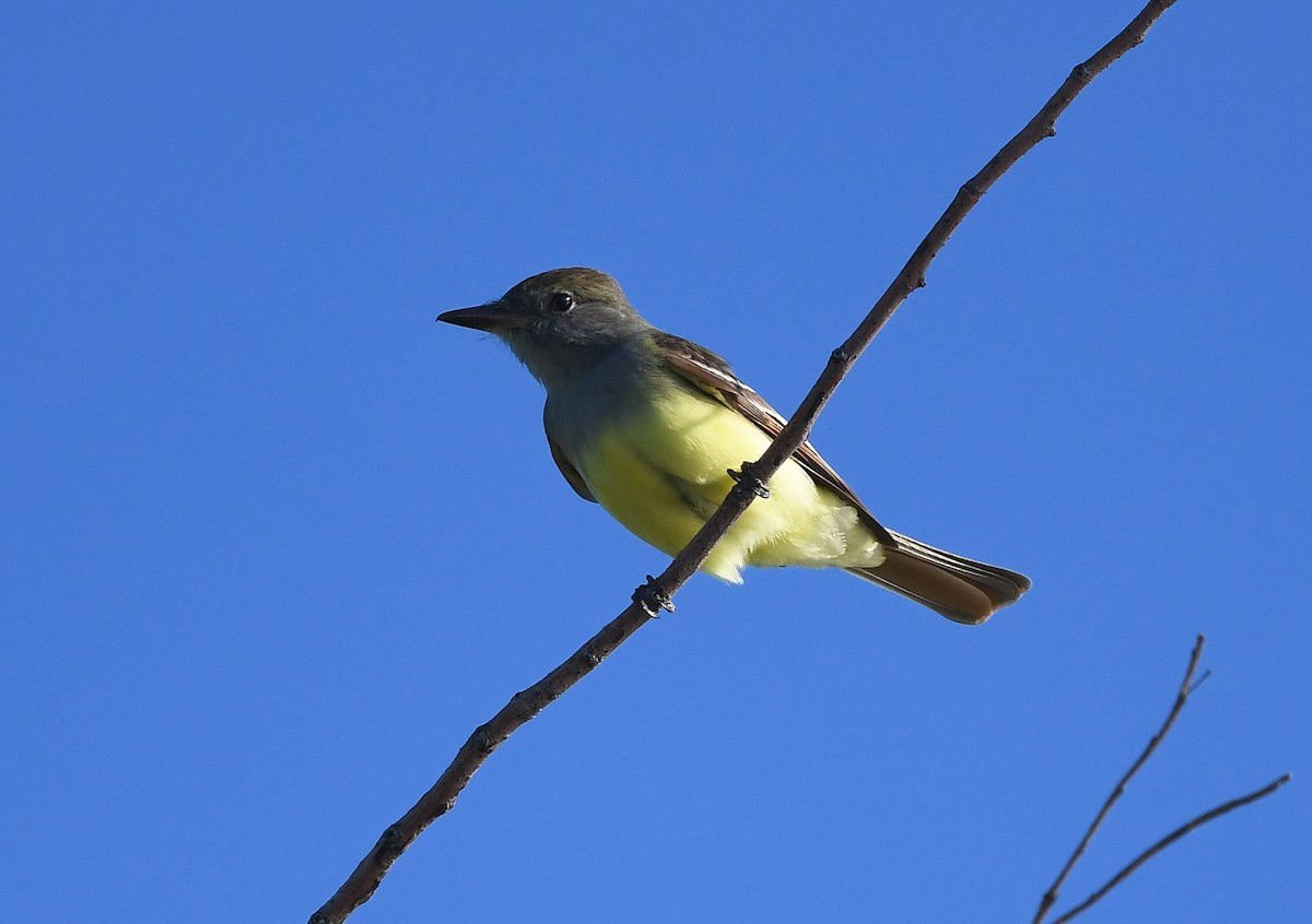 Great Crested Flycatcher - ML618981719