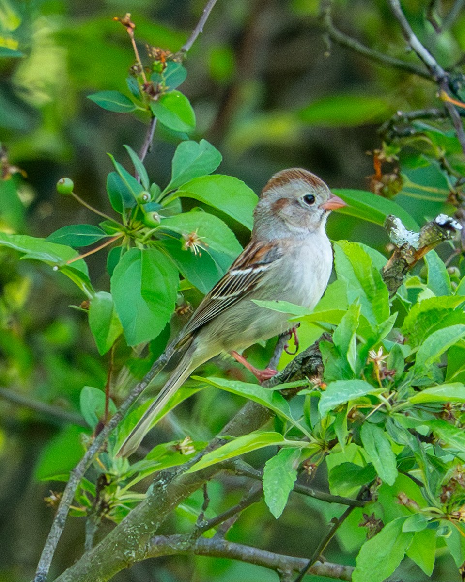 Field Sparrow - ML618981742