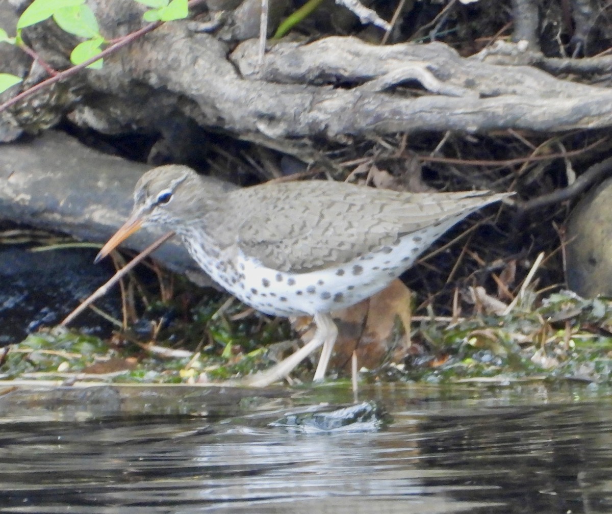 Spotted Sandpiper - Eve Waterman