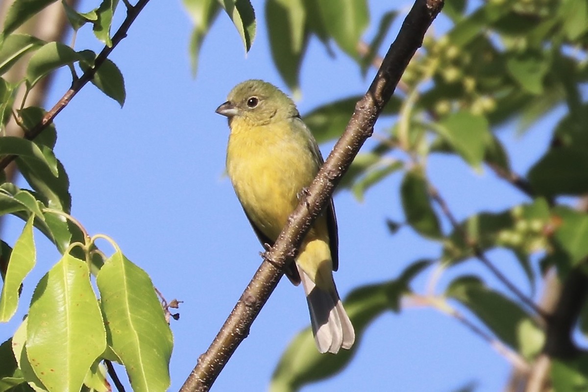 Painted Bunting - ML618981754