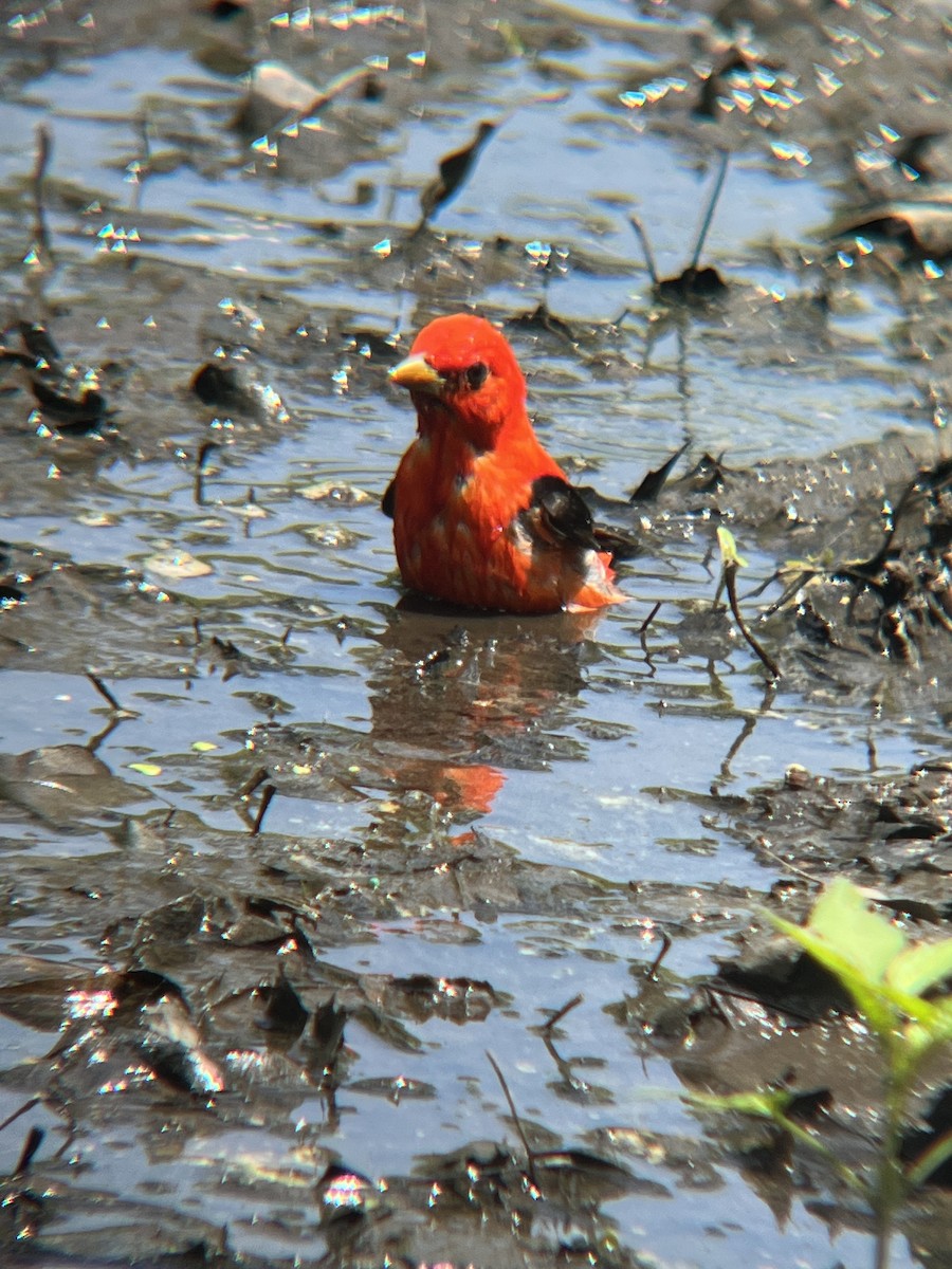 Scarlet Tanager - ML618981756