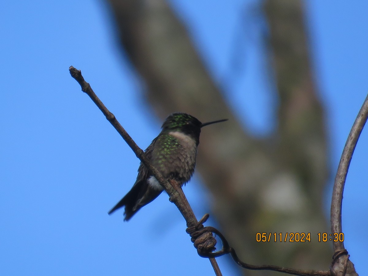 Ruby-throated Hummingbird - ML618981798