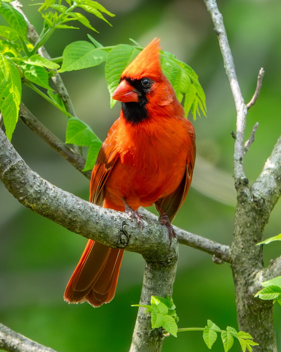 Northern Cardinal - Jen Driscoll