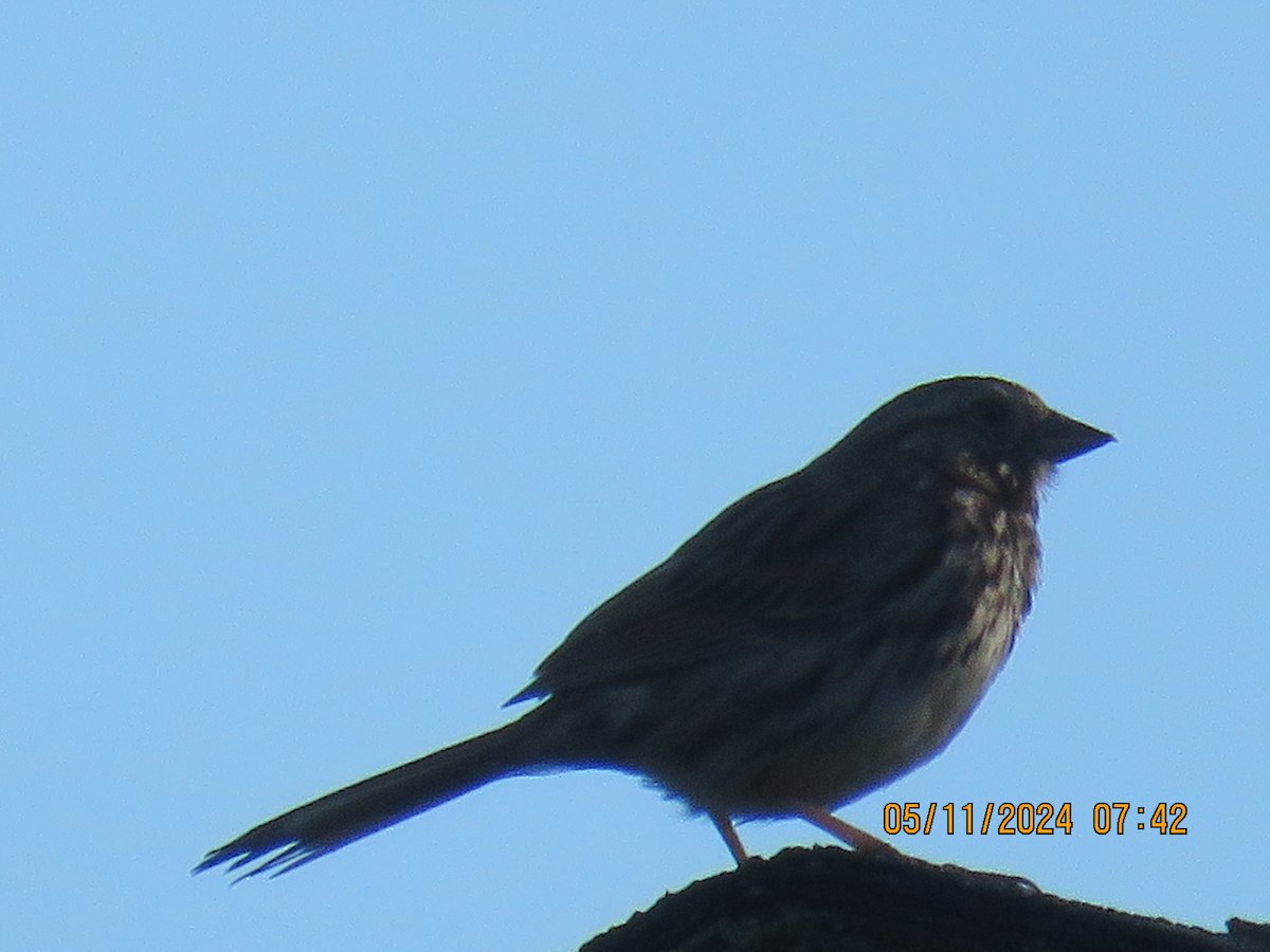 Song Sparrow - jack paul