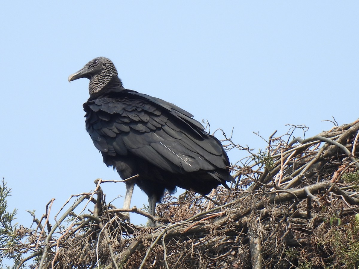 Black Vulture - María Eugenia Paredes Sánchez