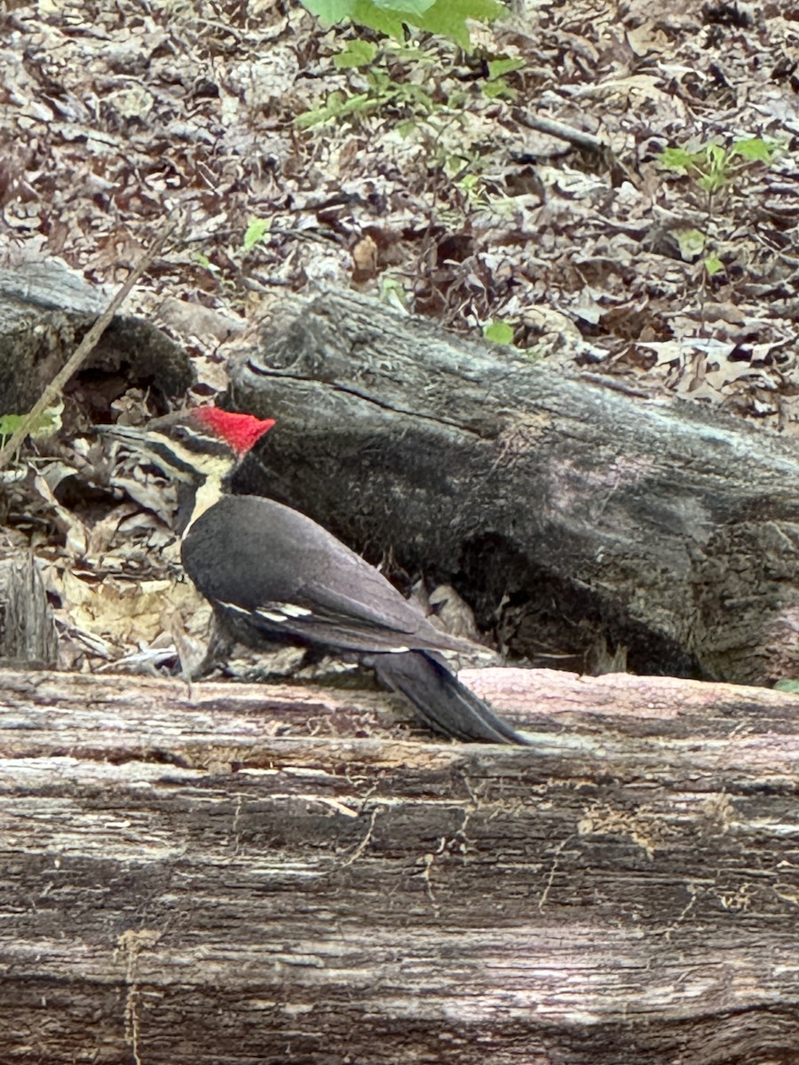 Pileated Woodpecker - ML618981911