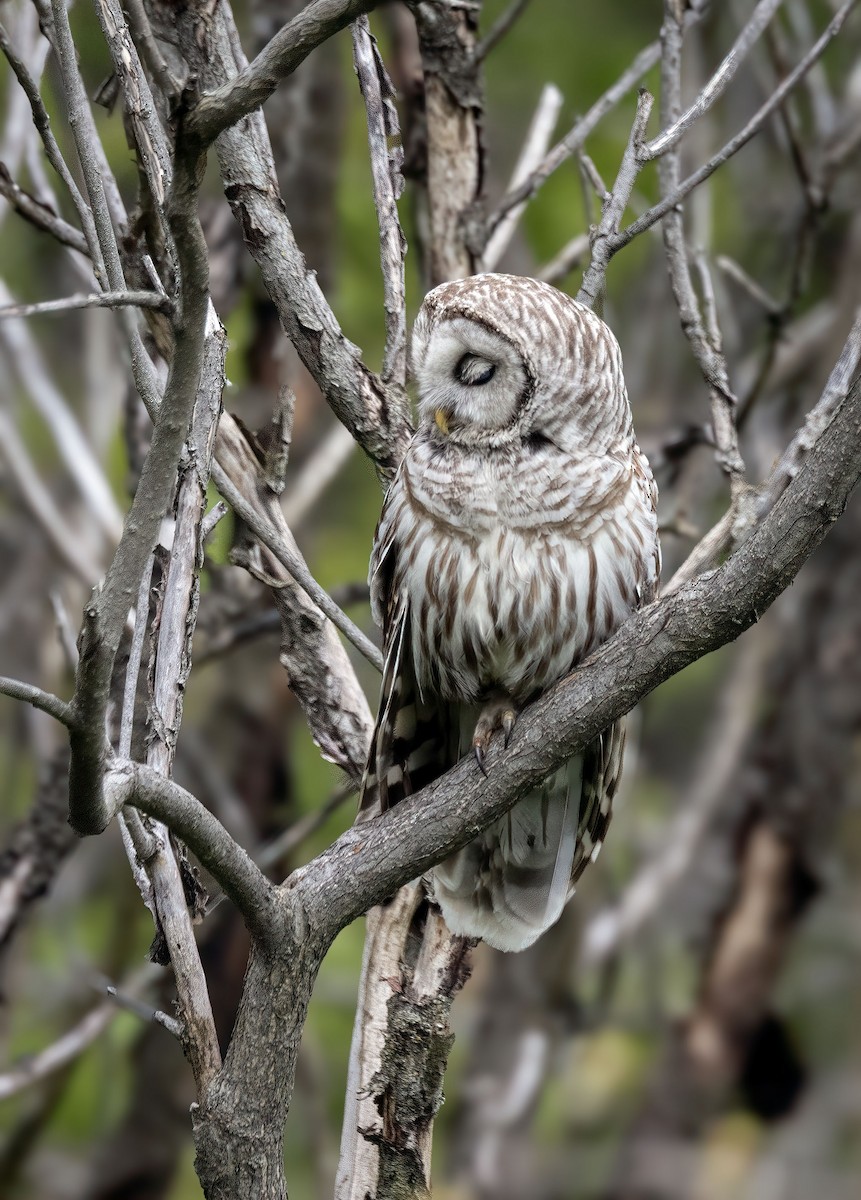 Barred Owl - ML618981989
