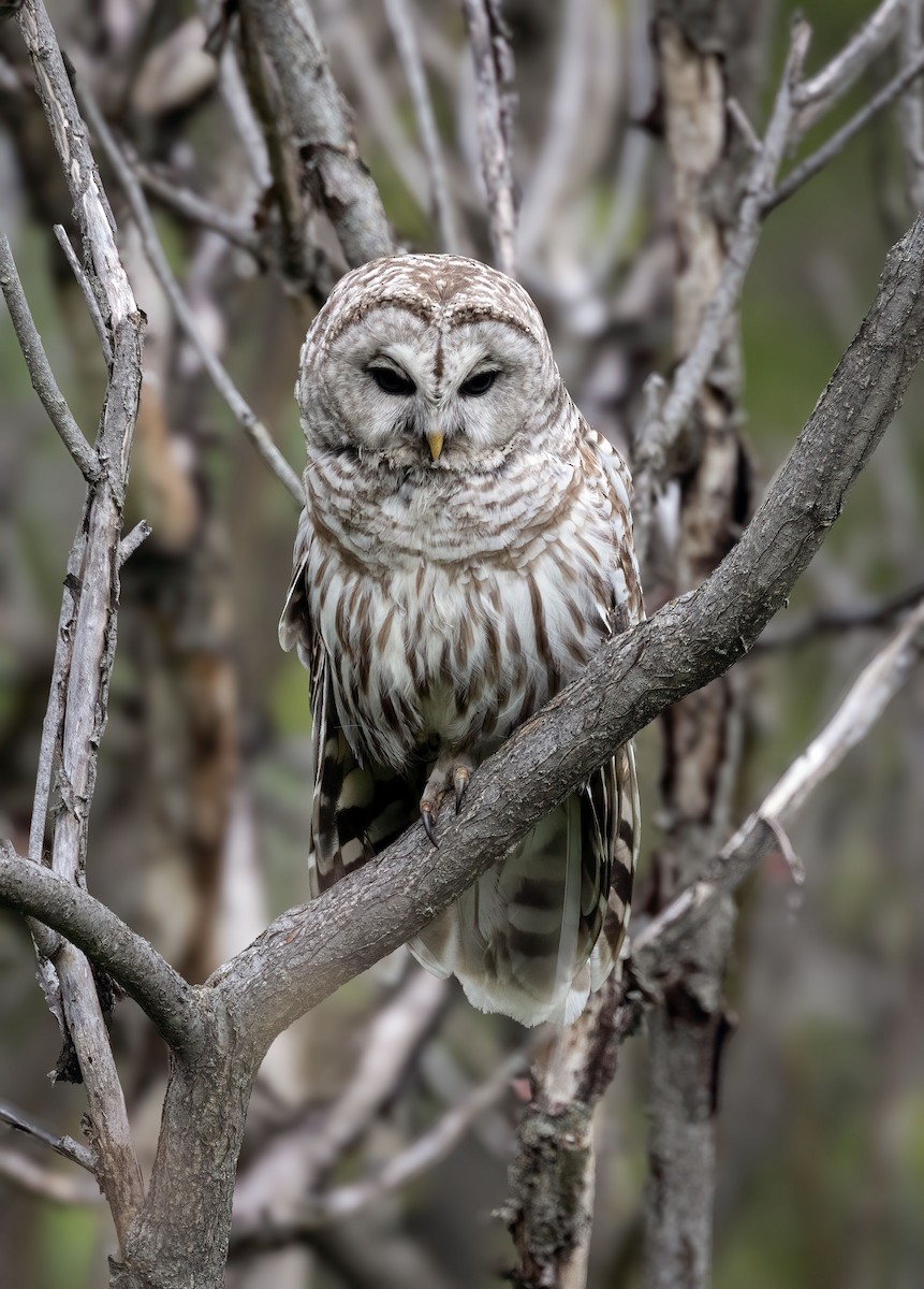 Barred Owl - Suzanne Labbé