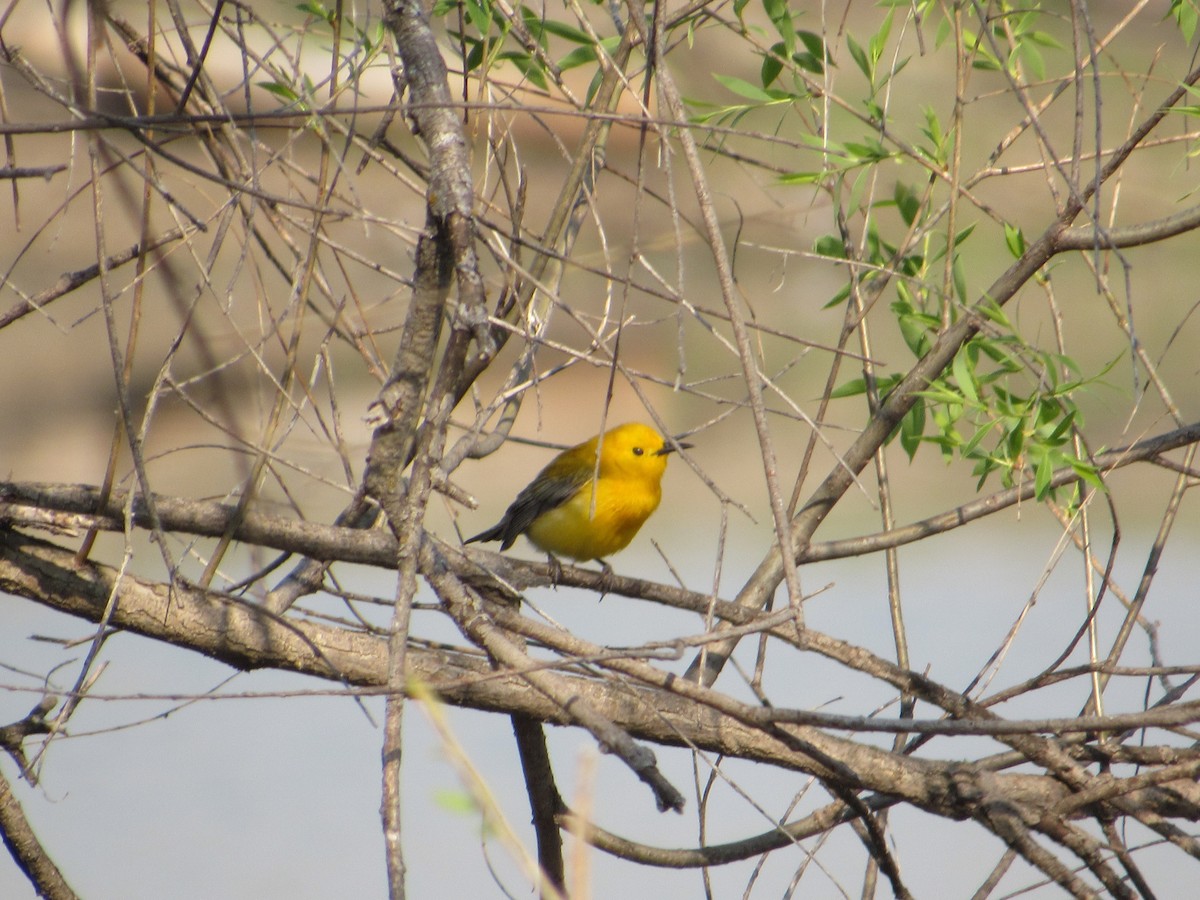 Prothonotary Warbler - ML618981996