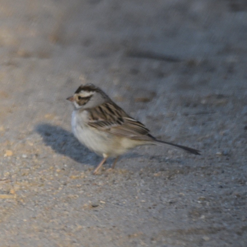 Clay-colored Sparrow - ML618982050