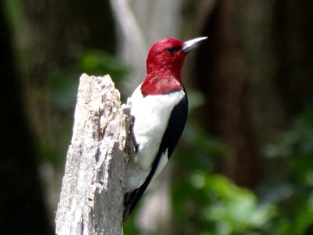 Red-headed Woodpecker - ML61898211