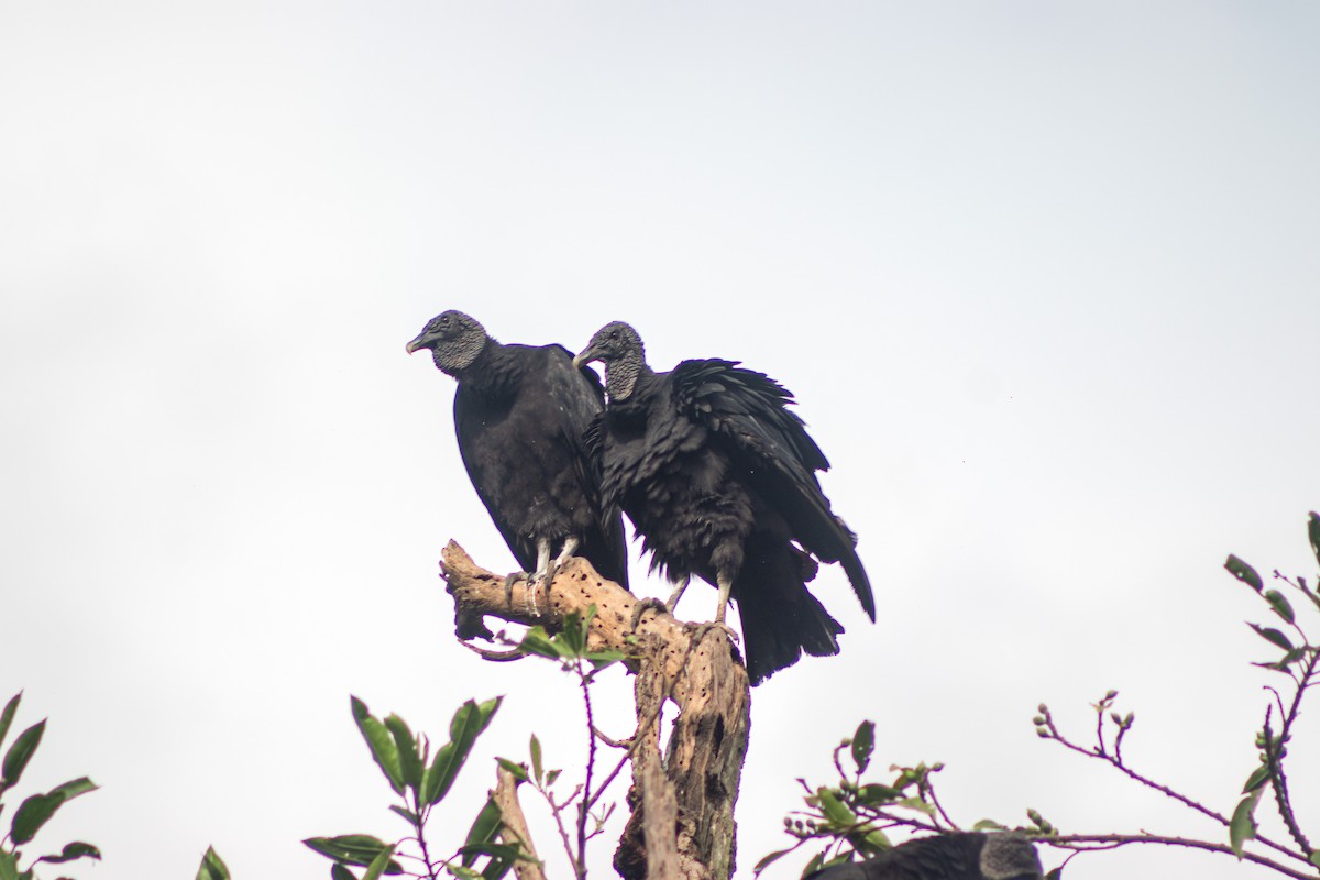 Black Vulture - Sara Castro