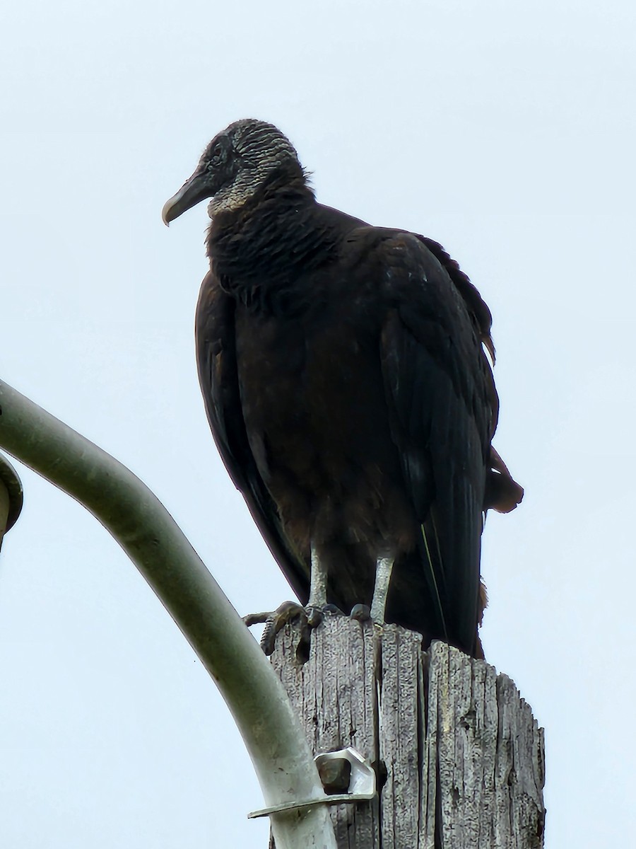 Black Vulture - Jane Strauss