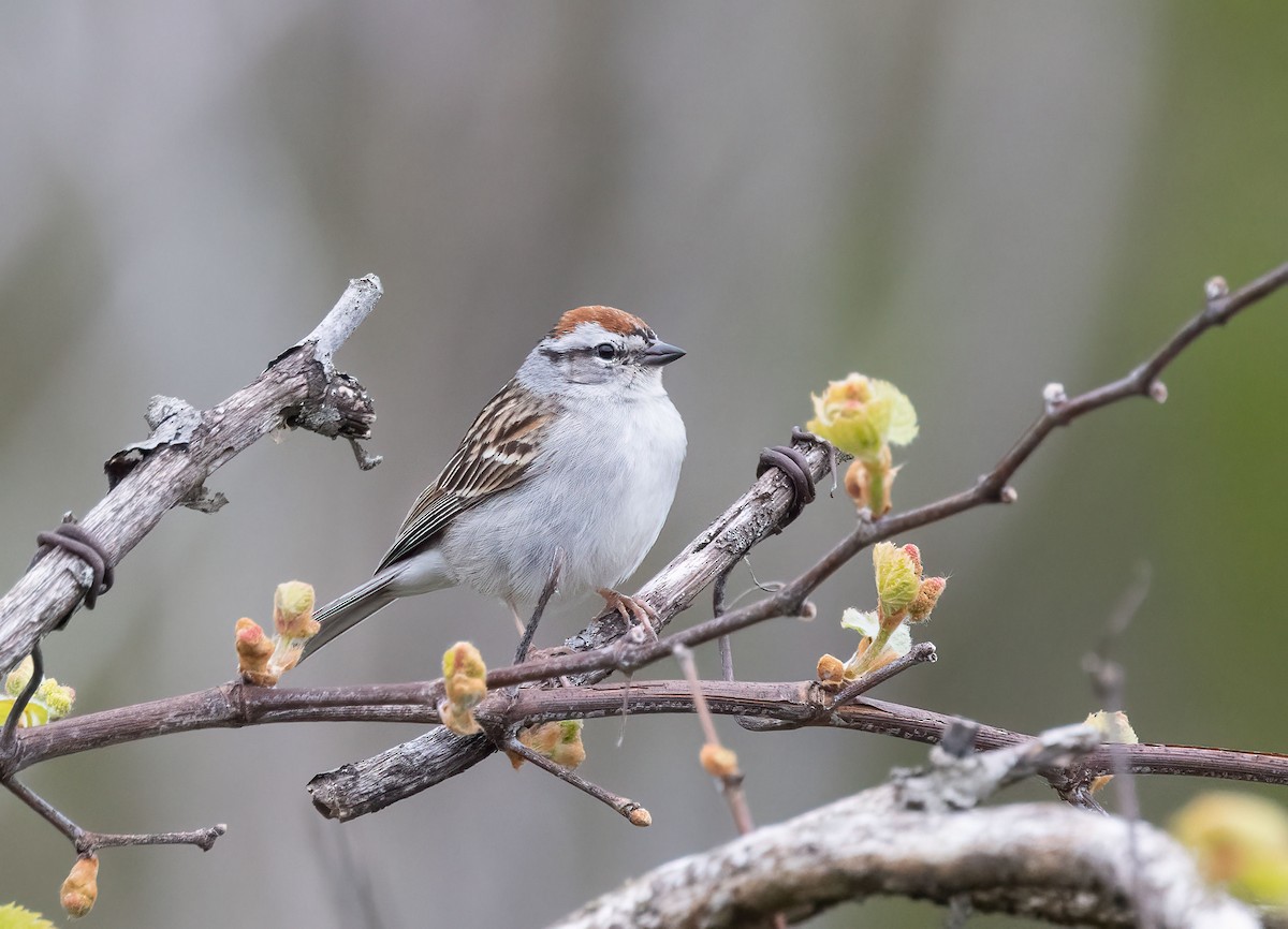 Chipping Sparrow - ML618982161