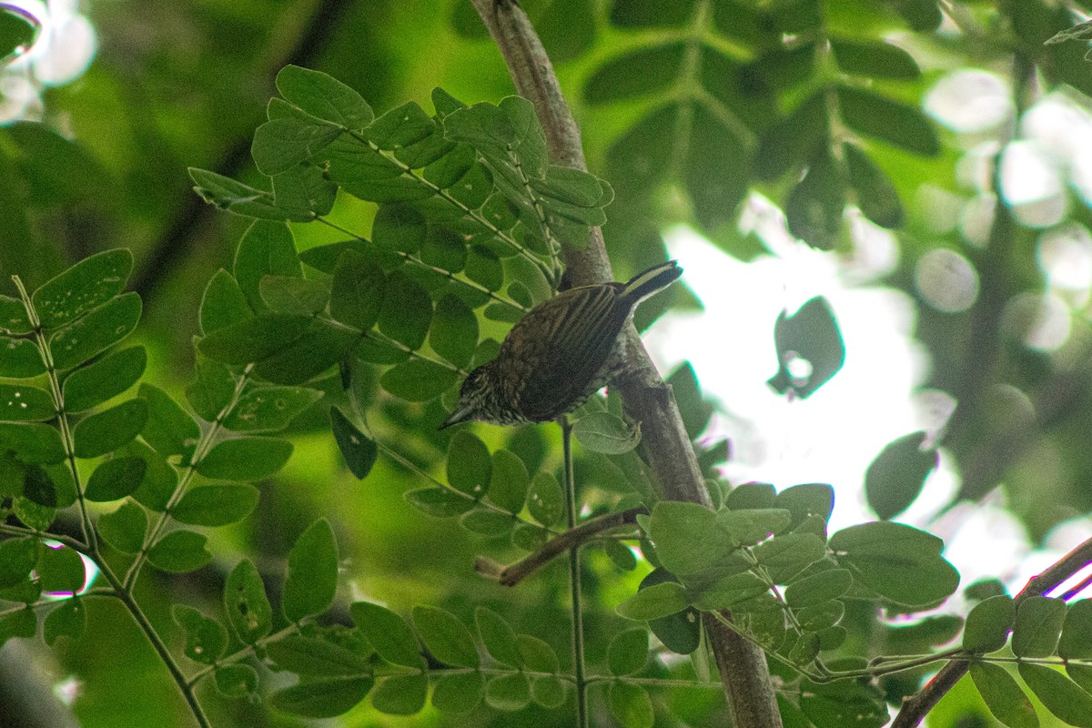 Scaled Piculet - ML618982214