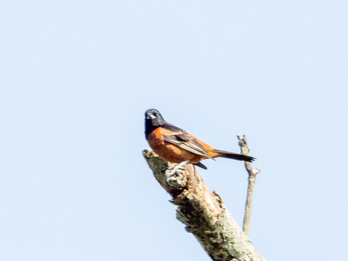 Orchard Oriole - ML618982238