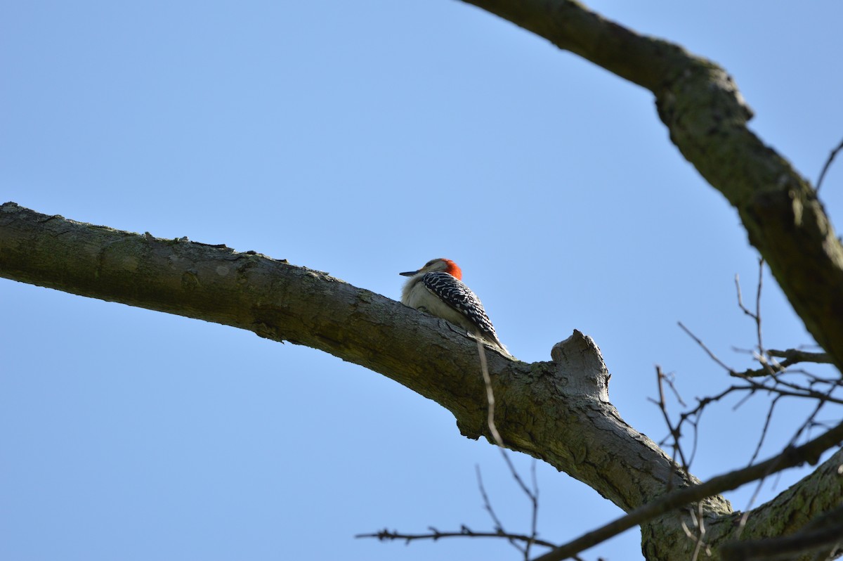 Red-bellied Woodpecker - James Logan
