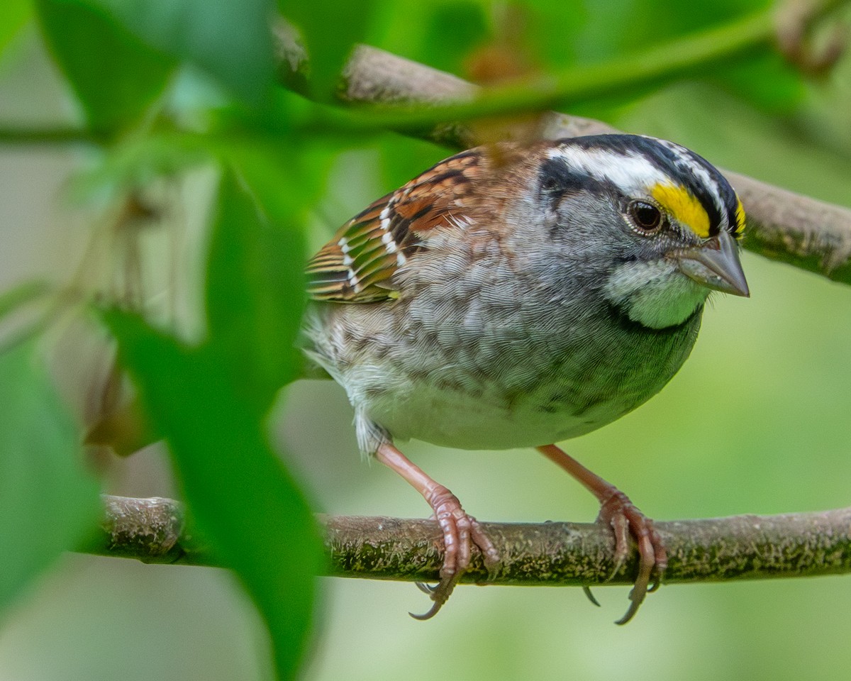 White-throated Sparrow - ML618982240