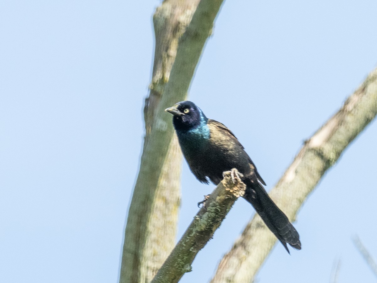 Common Grackle - Tim Kambitsch