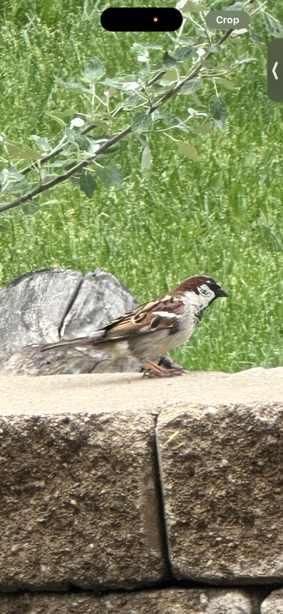 House Sparrow - ML618982306
