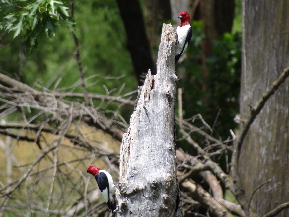 Red-headed Woodpecker - Jeffrey Roth
