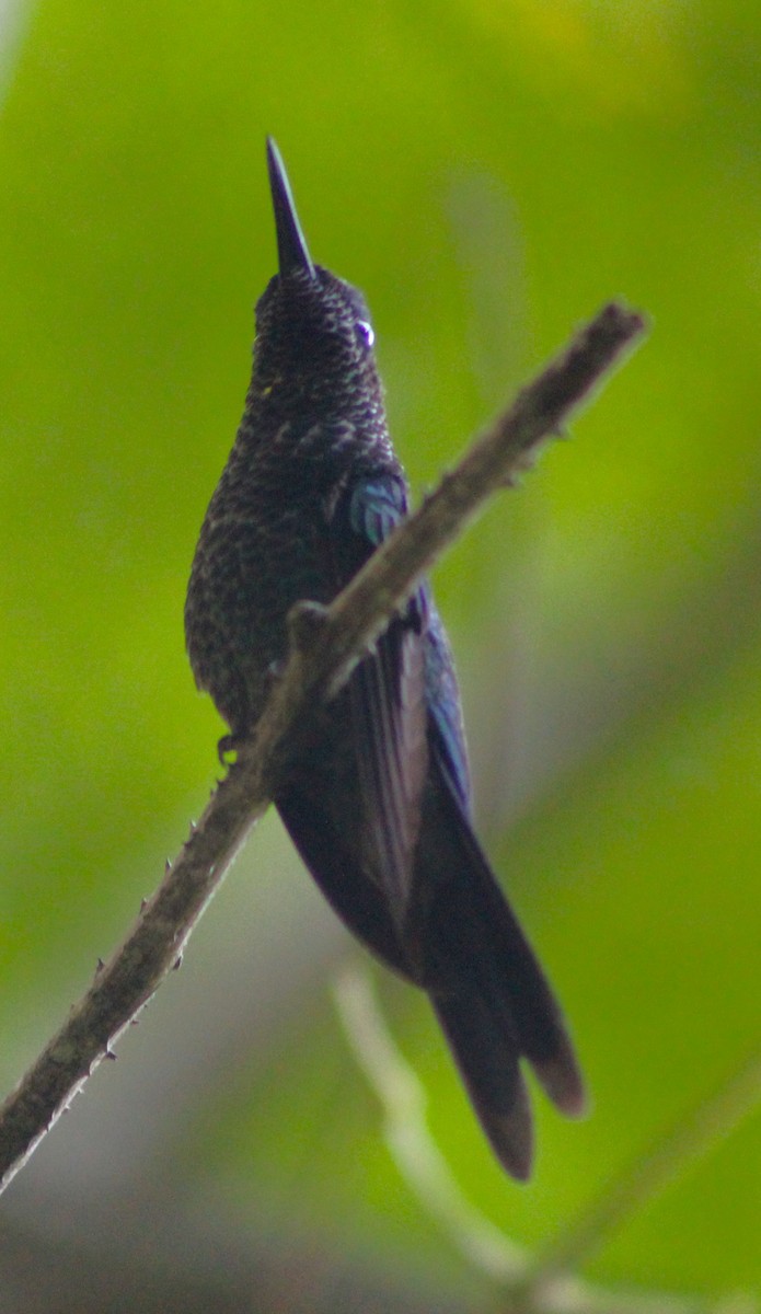 Violet-capped Woodnymph - ML618982319