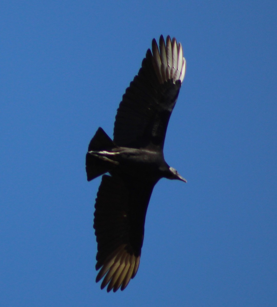 Black Vulture - Pedro Behne
