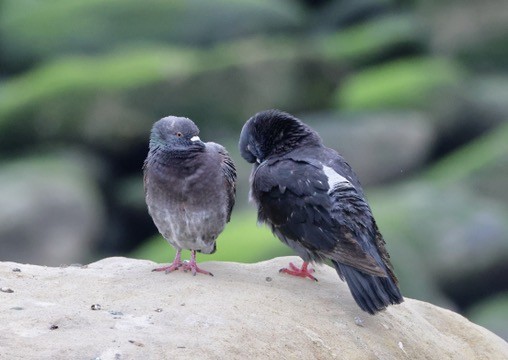 Rock Pigeon (Feral Pigeon) - Carolyn Thiele
