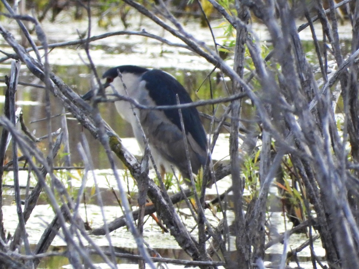 Black-crowned Night Heron - ML618982427