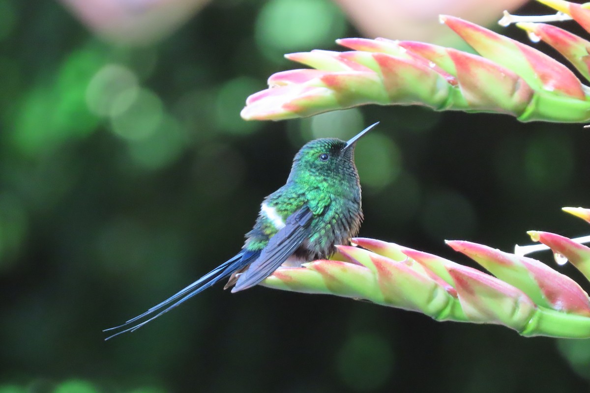 kolibřík trnoocasý - ML618982437