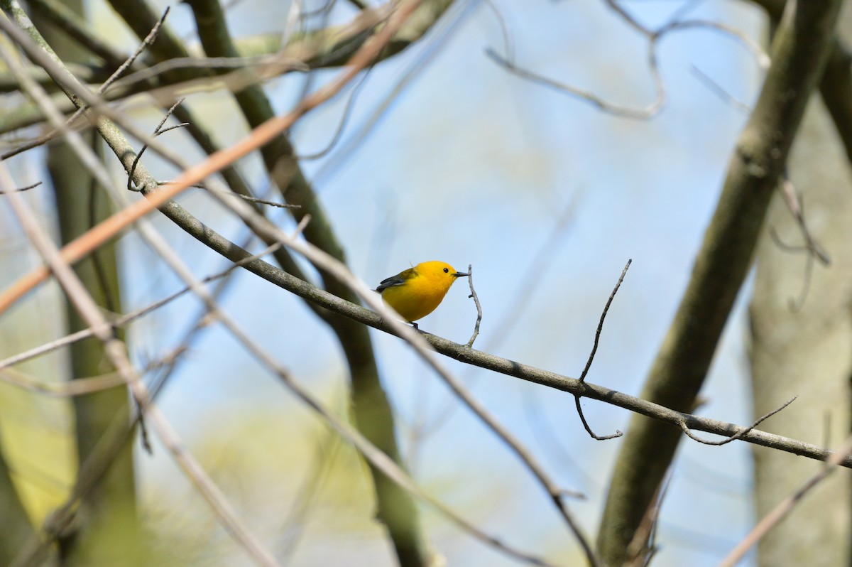 Prothonotary Warbler - ML618982440