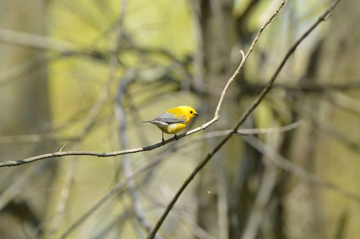 Prothonotary Warbler - ML618982455