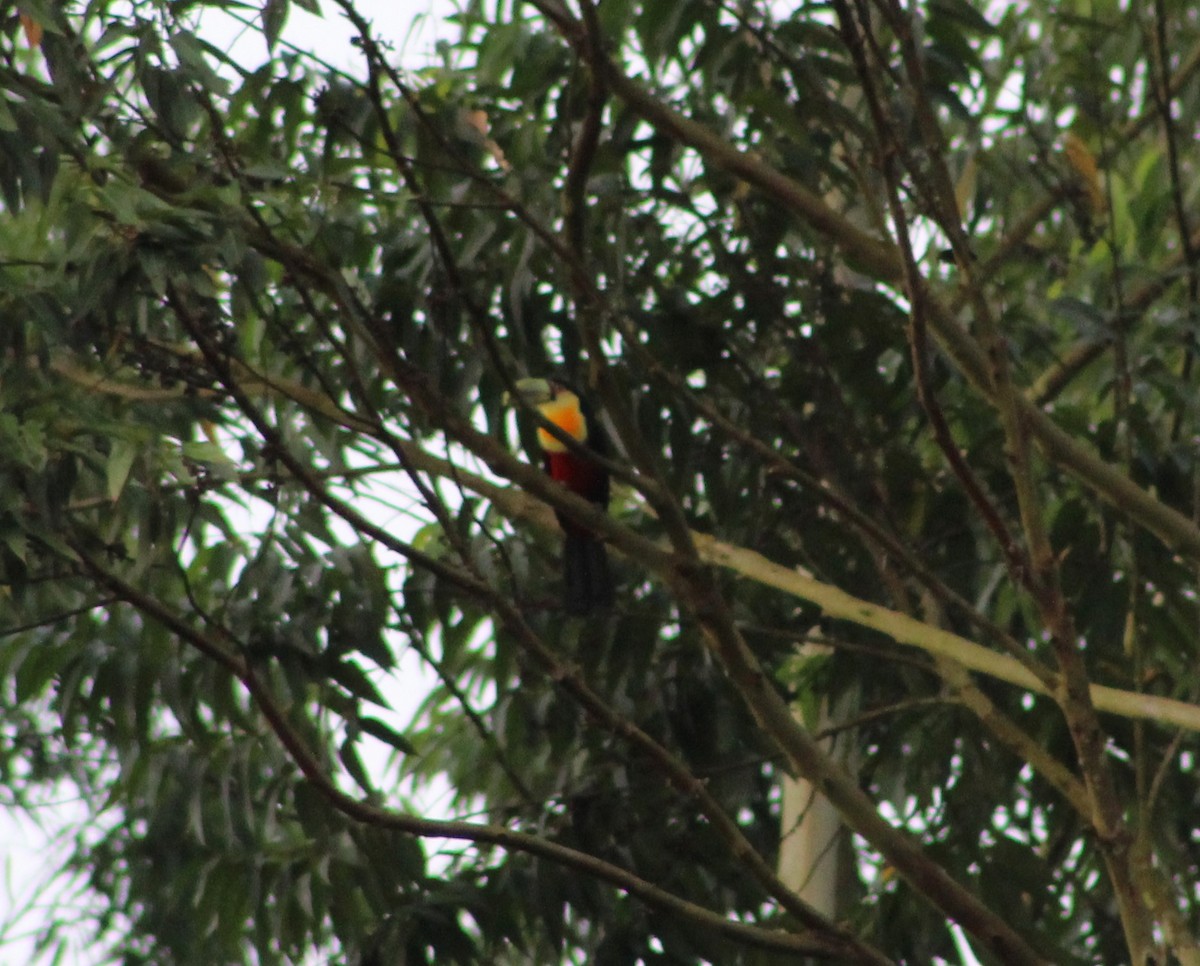 Red-breasted Toucan - ML618982460