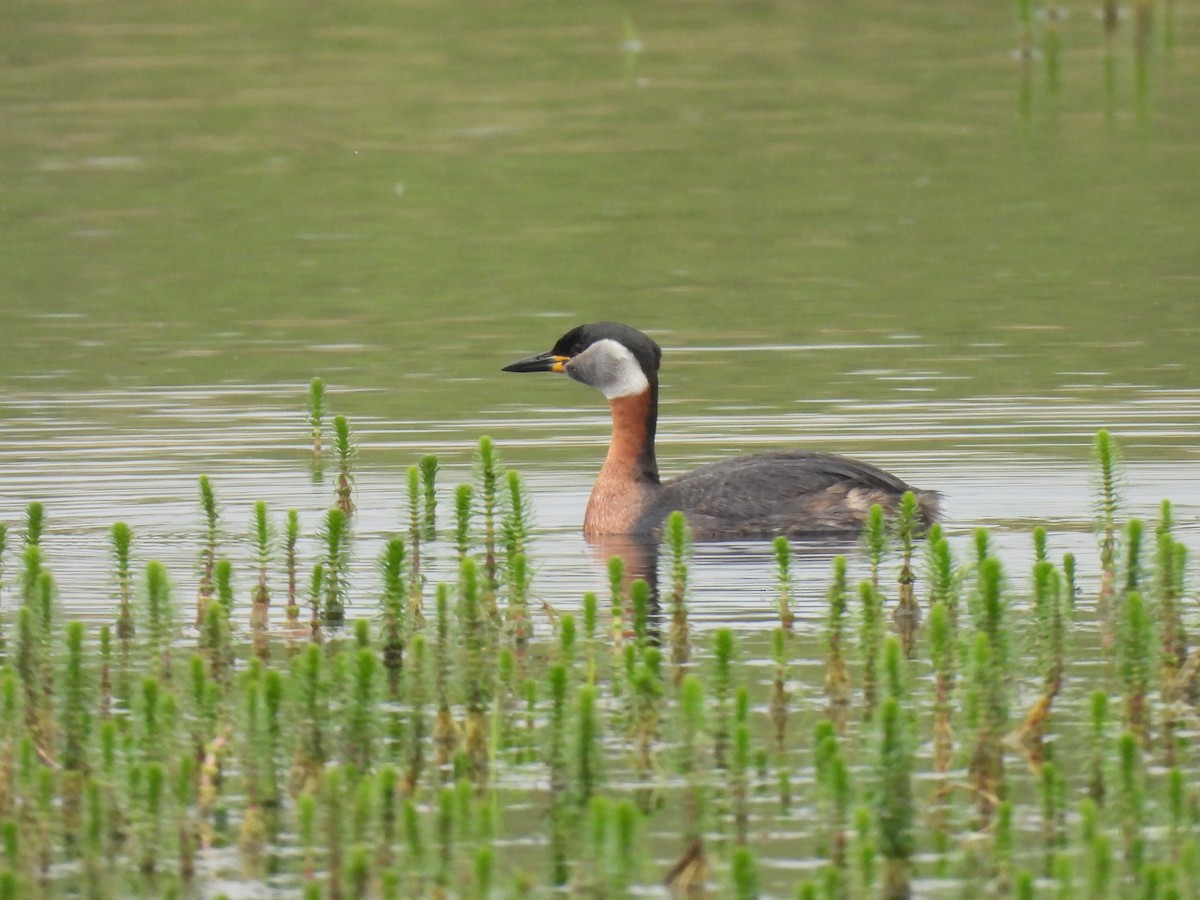 Red-necked Grebe - Toby Phelps