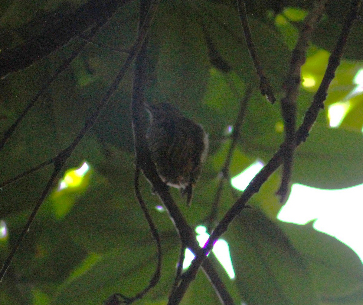 Ochre-collared Piculet - ML618982487